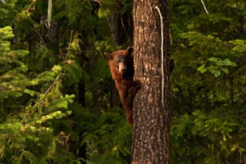 bear in bc canada