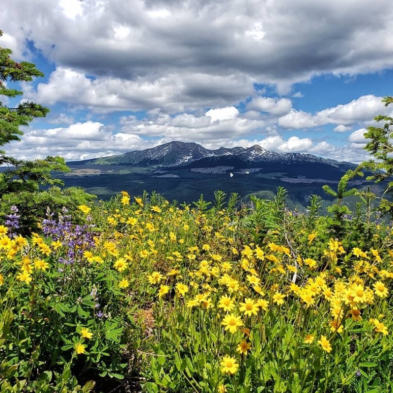 a yellow flower in a field