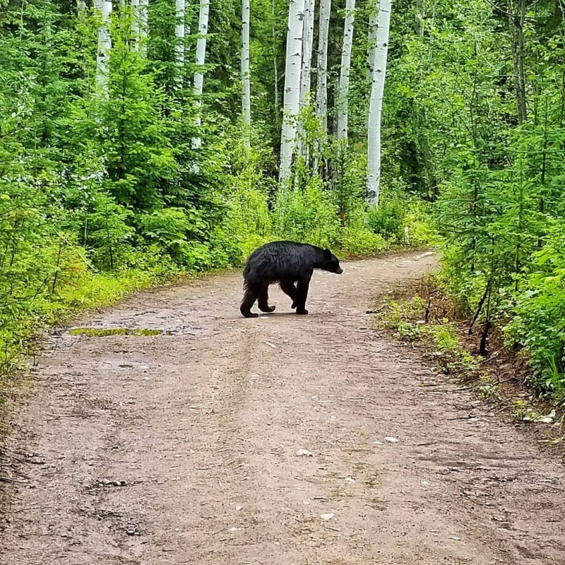 a black bear walking through a forest