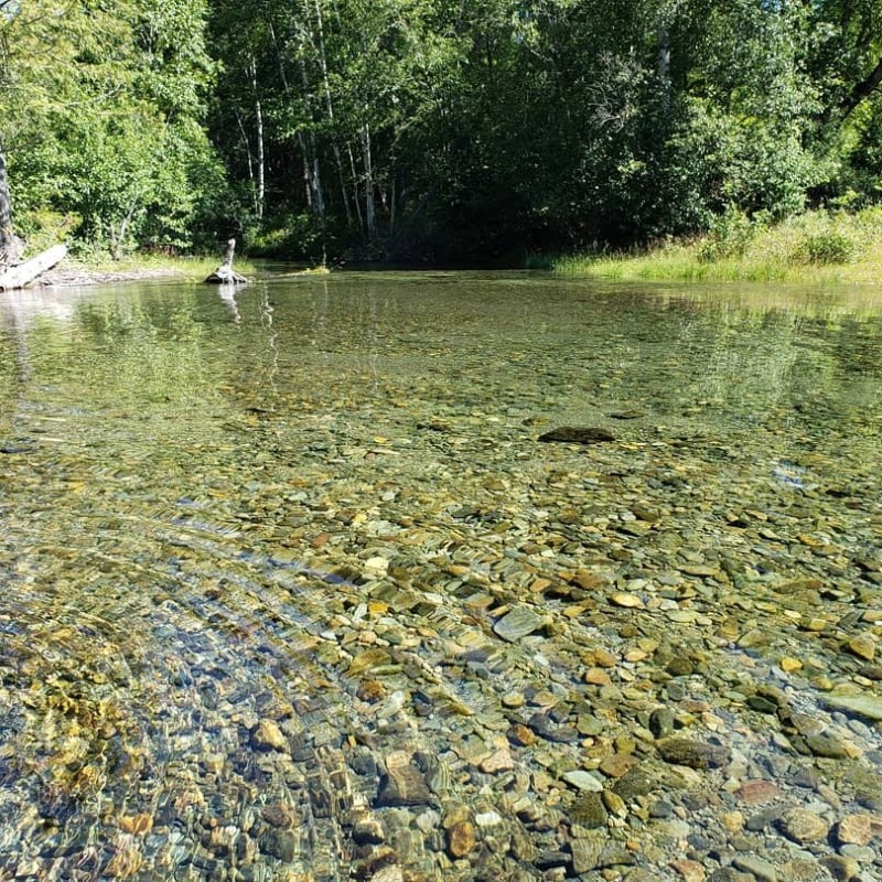 a tree next to a body of water