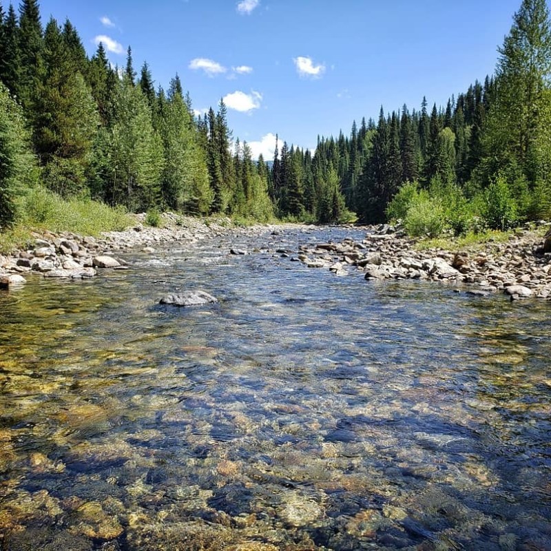 a body of water surrounded by a forest