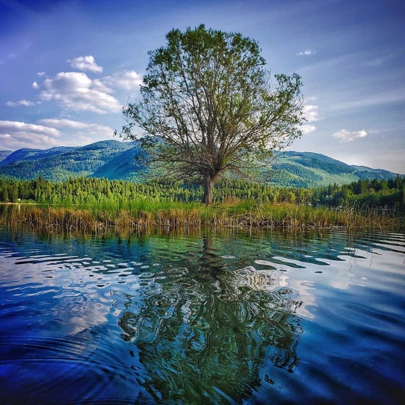a body of water surrounded by trees