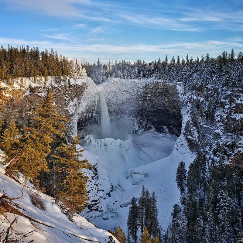 a close up of a tree covered in snow with Yellowstone National Park in the background