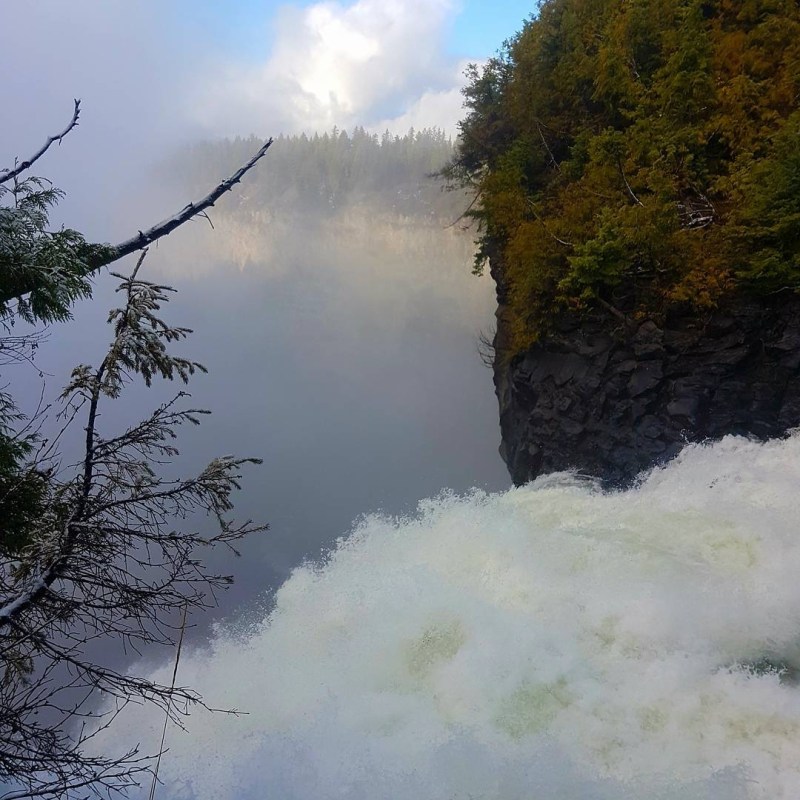 a close up of a tree