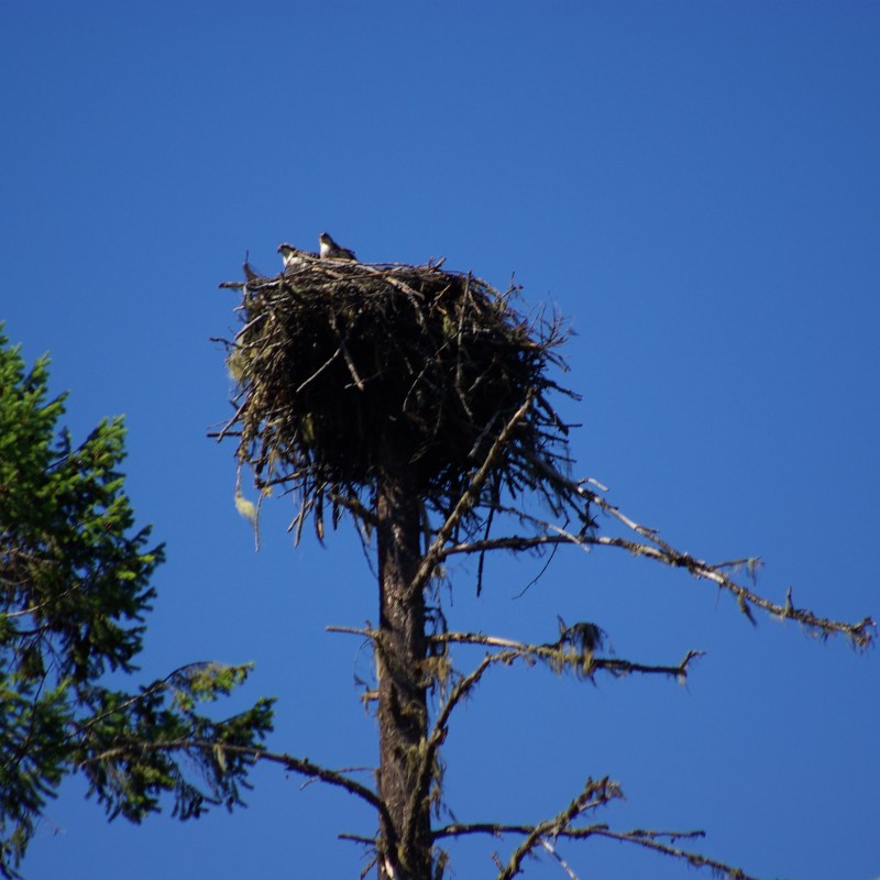 a flock of birds sitting on top of a tree