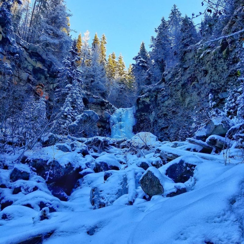 a snow covered forest