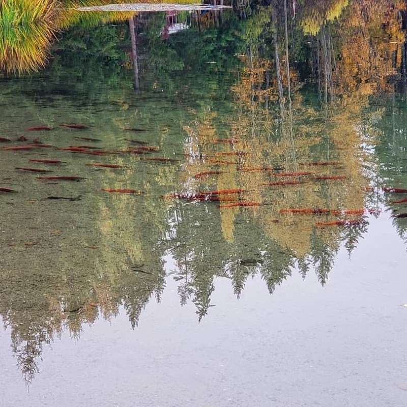 a body of water surrounded by trees