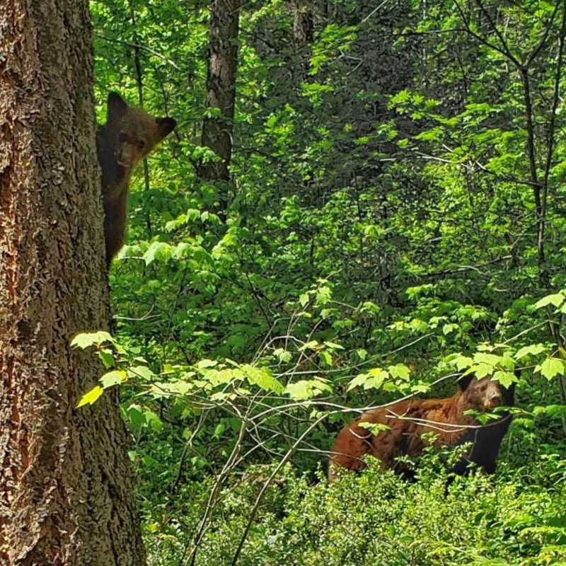 a brown bear walking through a forest