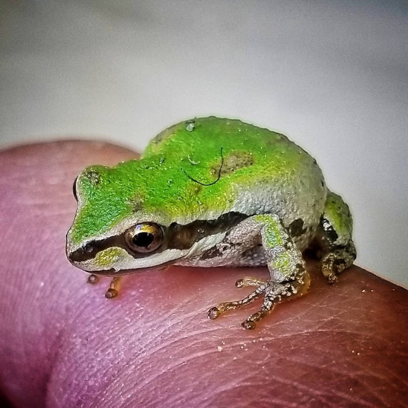 a frog sitting on a table