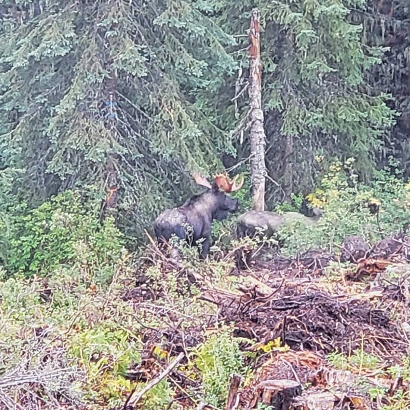 a black bear walking through a forest