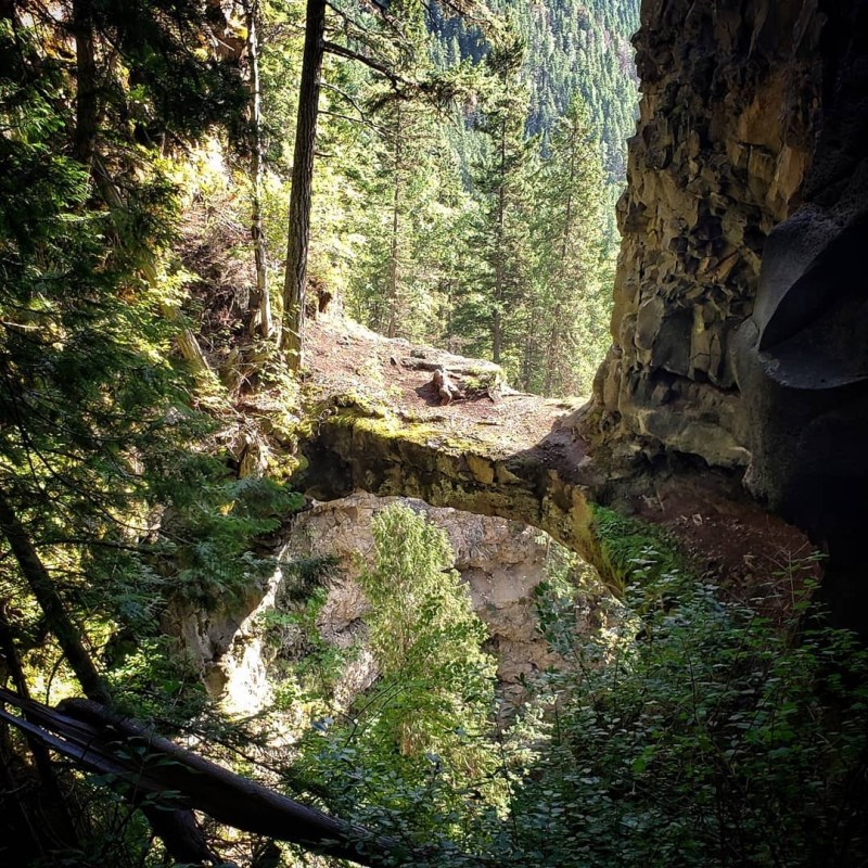 a large tree in a forest