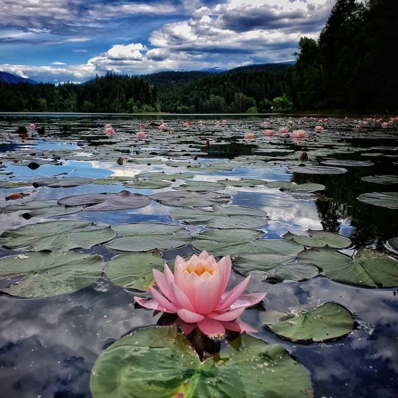 a vase full of water