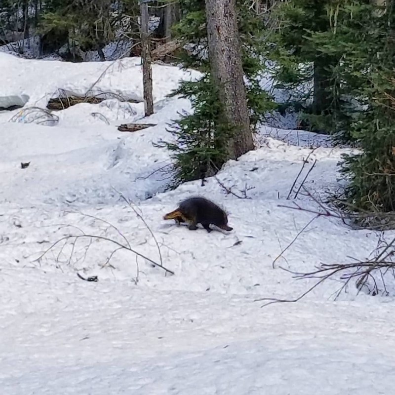 a person riding skis down a snow covered slope