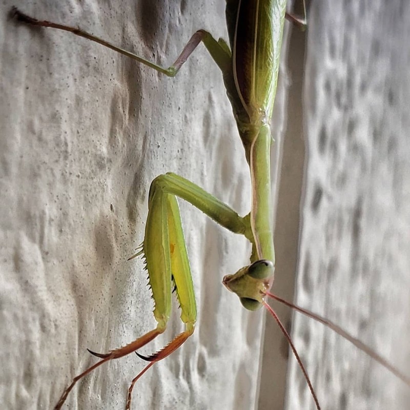 a small insect on a leaf