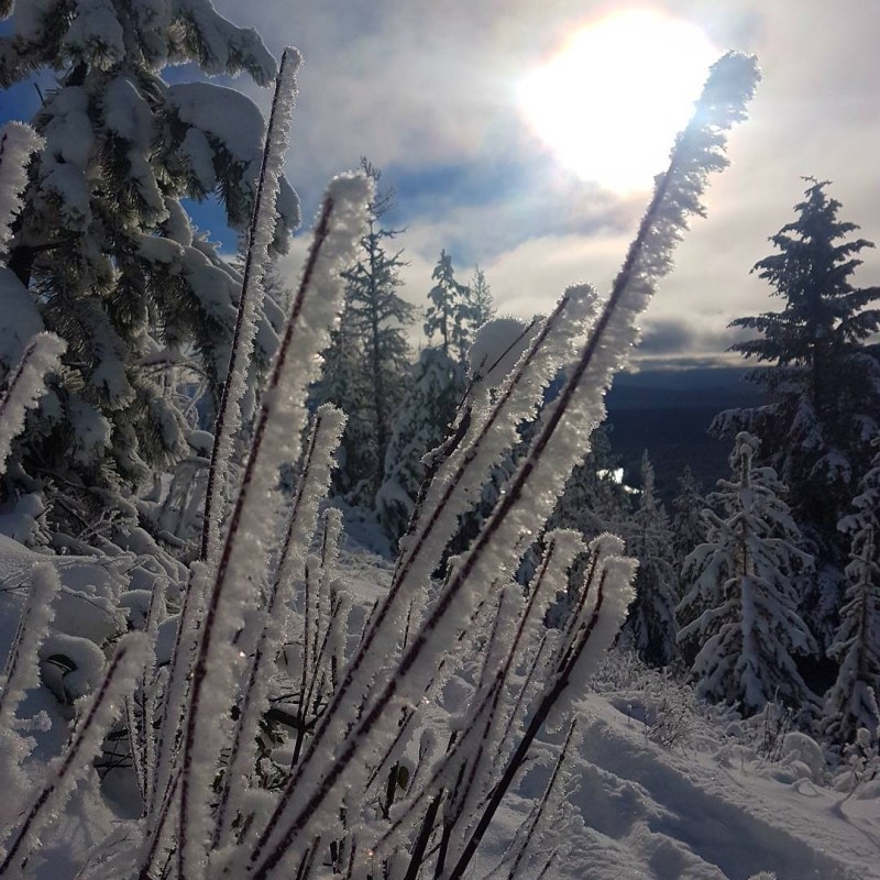 a tree with a mountain in the snow
