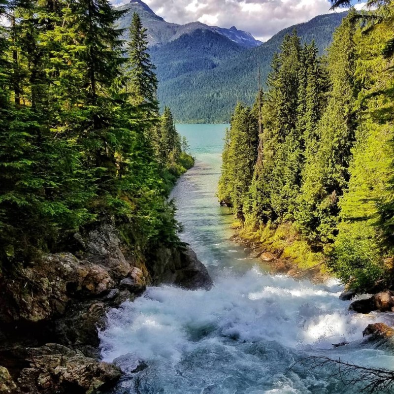 a waterfall surrounded by trees