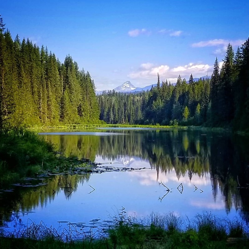 a body of water surrounded by trees