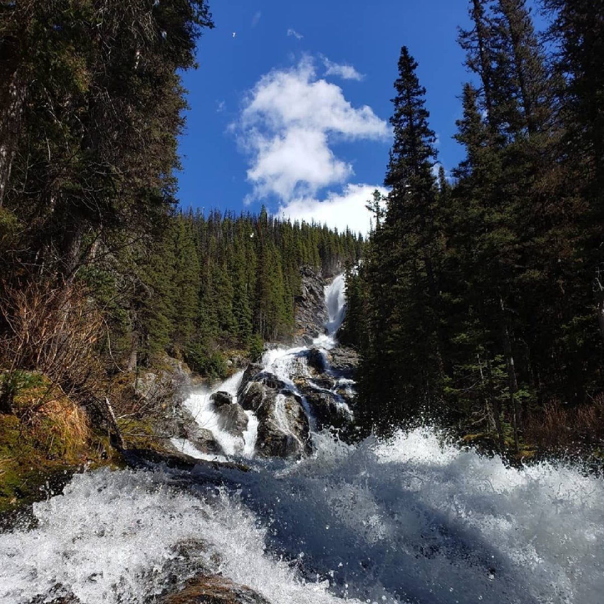 a waterfall in a forest