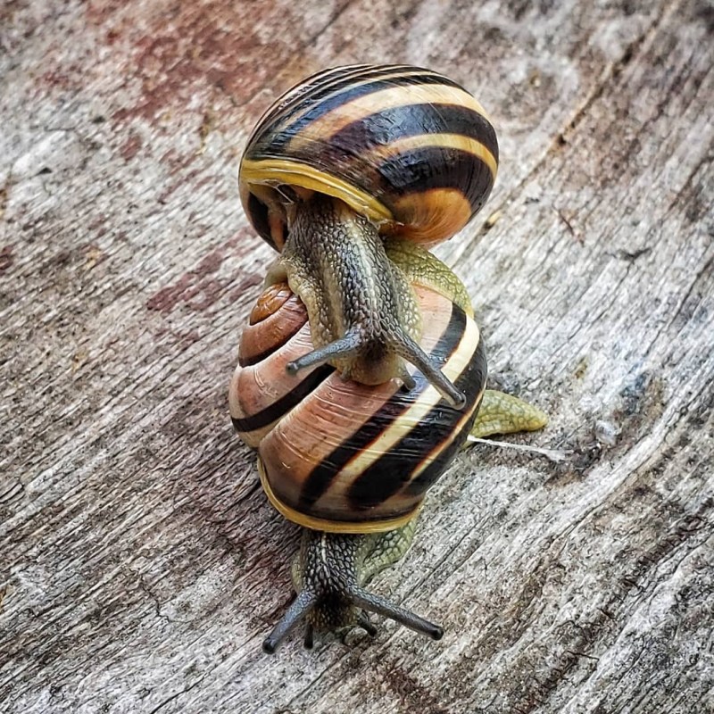 a snail on the ground