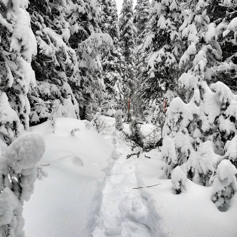 a close up of a snow covered forest