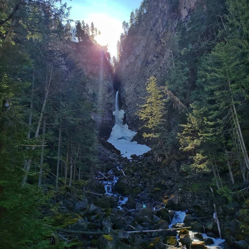 a group of people in a forest