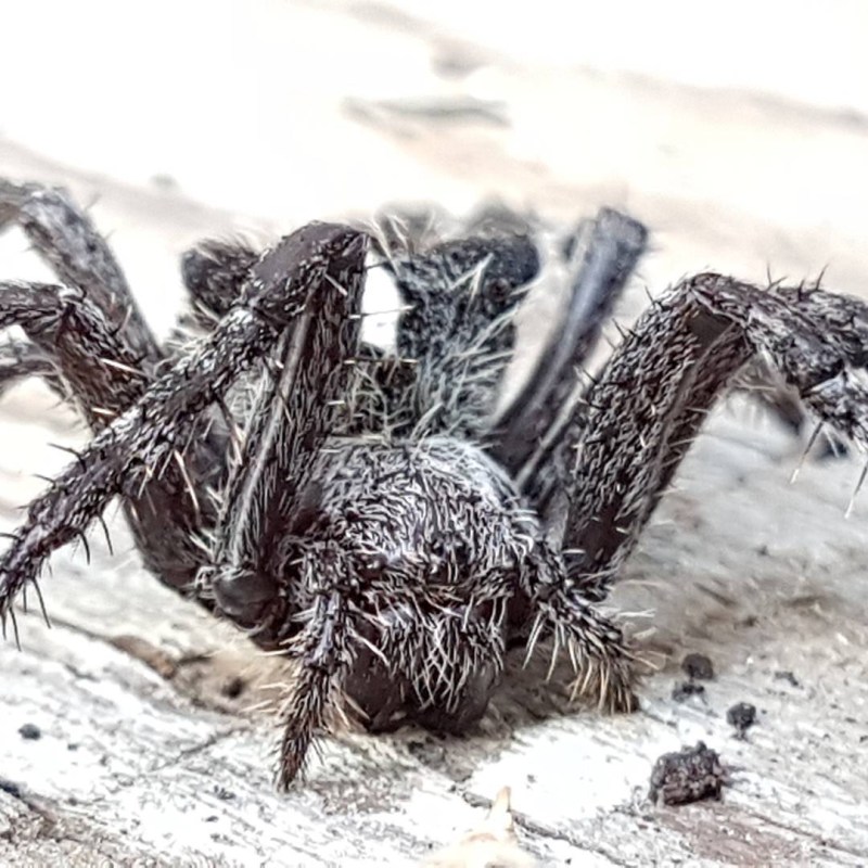 a spider on a sandy beach