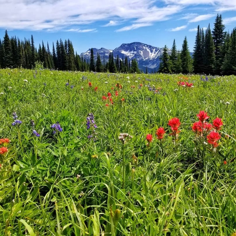 a red flower in a field