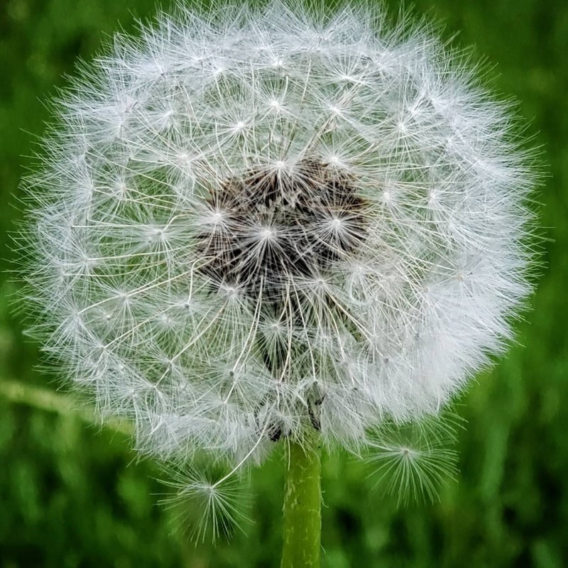 a close up of a green plant