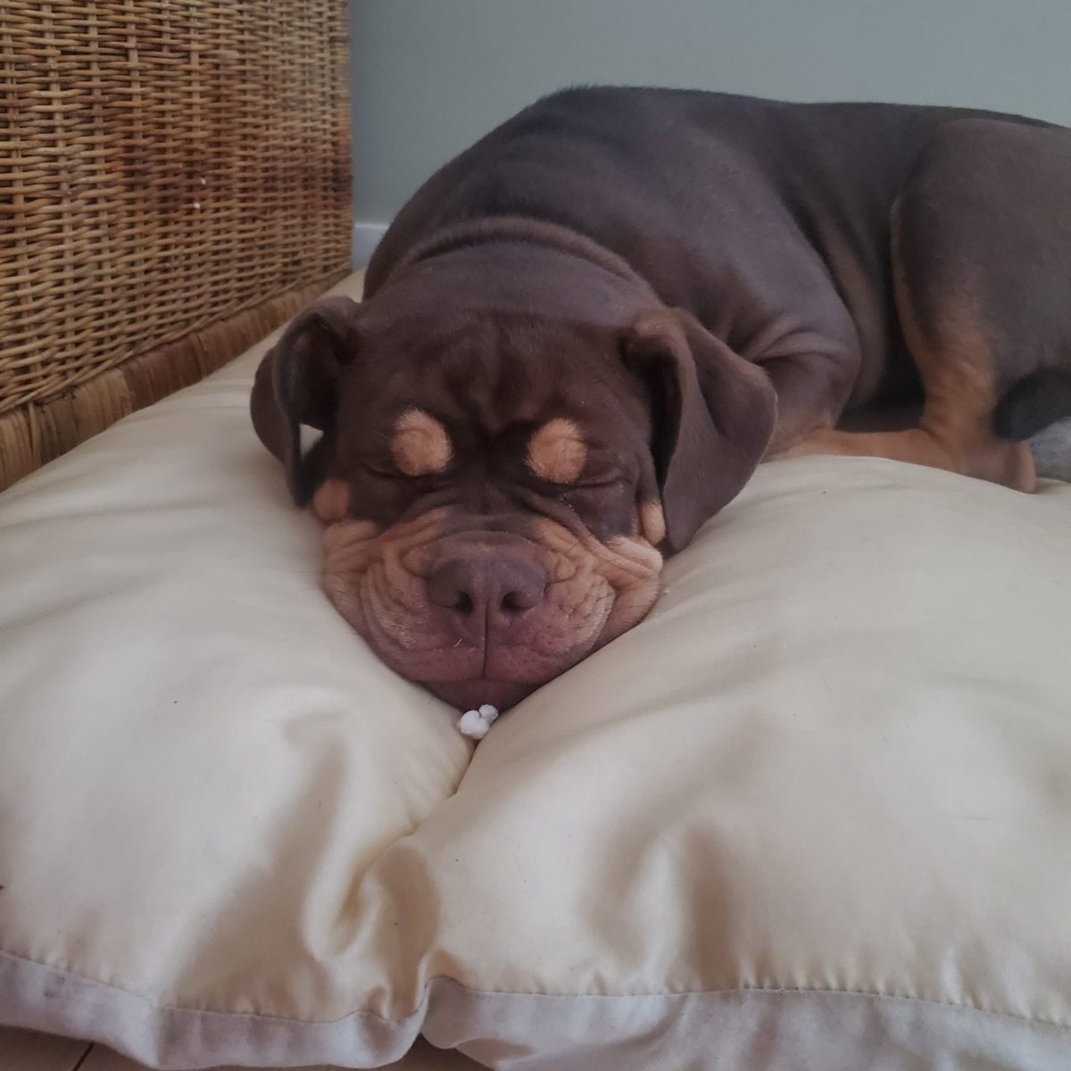 a large brown dog lying on a bed