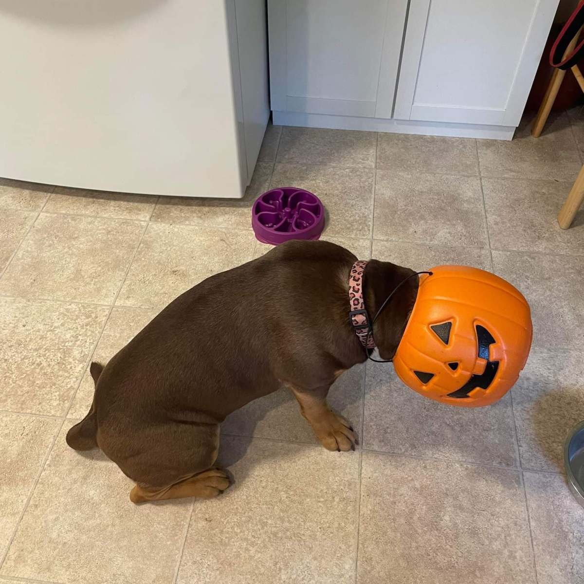 a brown dog lying on the floor