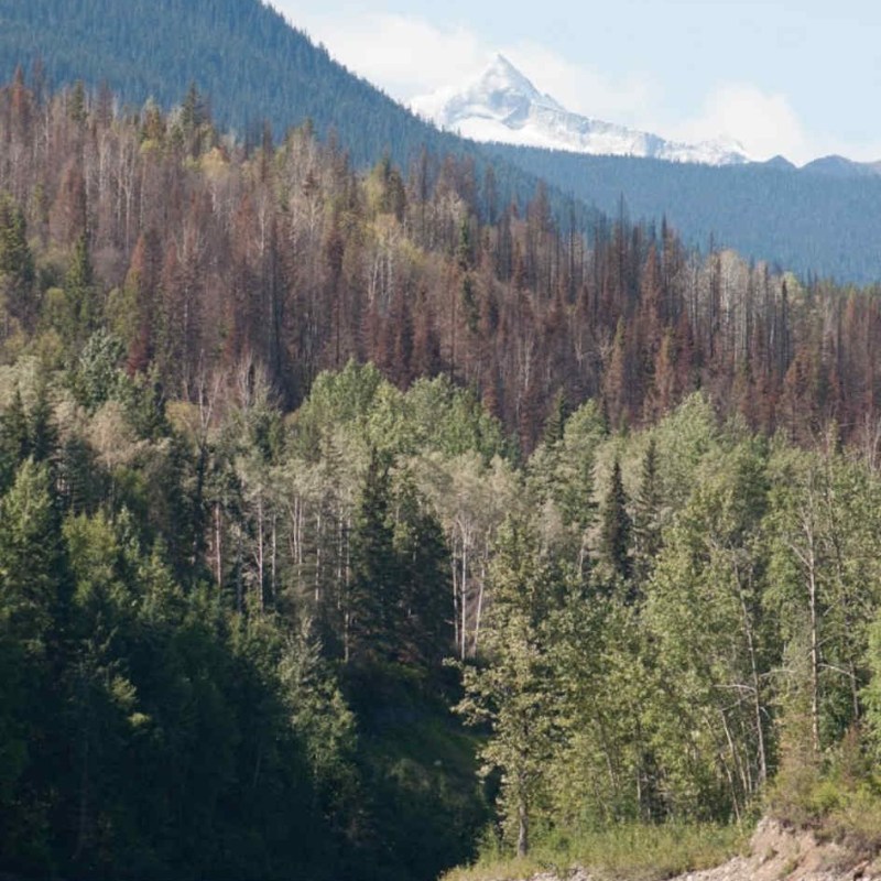 River with kayaker, forested hills, and snow-capped mountain in background.