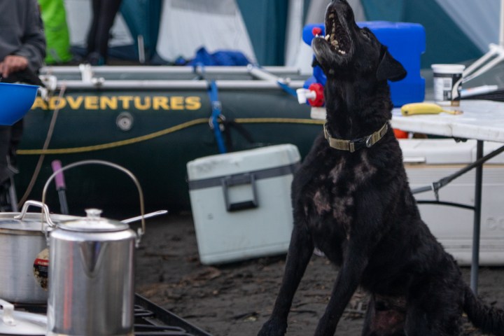 Black dog catching treats at campsite with tents in background.